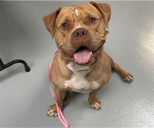 Mastiff Dogs for adoption in St. Cloud, FL, USA