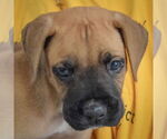 Small #4 Boxer