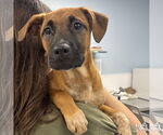 Small #1 Mutt