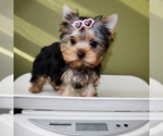 Small #4 Yorkshire Terrier
