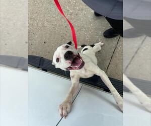 American Staffordshire Terrier-Unknown Mix Dogs for adoption in Grand Prairie, TX, USA