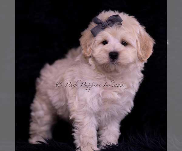 Medium Photo #103 Maltipoo (Miniature) Puppy For Sale in WARSAW, IN, USA