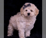Small Photo #103 Maltipoo (Miniature) Puppy For Sale in WARSAW, IN, USA