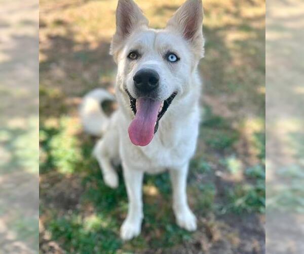 Medium Photo #2 Siberian Husky-Unknown Mix Puppy For Sale in Riverside, CA, USA