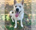 Small #1 Siberian Husky Mix