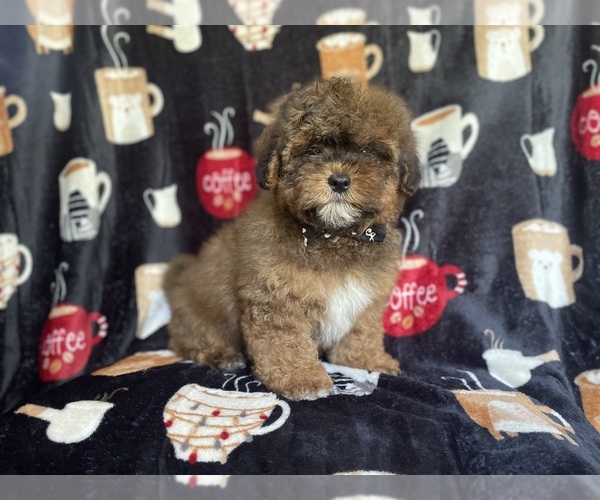 Medium Photo #1 ShihPoo Puppy For Sale in LAKELAND, FL, USA