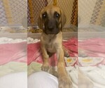 Small Photo #18 Great Dane Puppy For Sale in BURLESON, TX, USA