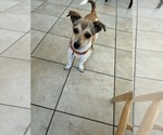Small #5 Jack Russell Terrier Mix