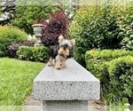 Small Photo #11 Yorkshire Terrier Puppy For Sale in HAYWARD, CA, USA