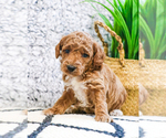 Small Photo #19 Poodle (Toy) Puppy For Sale in SYRACUSE, IN, USA