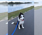 Small Photo #8 Mutt Puppy For Sale in Oak Bluffs, MA, USA