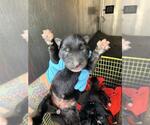 Small Siberian Husky Mix
