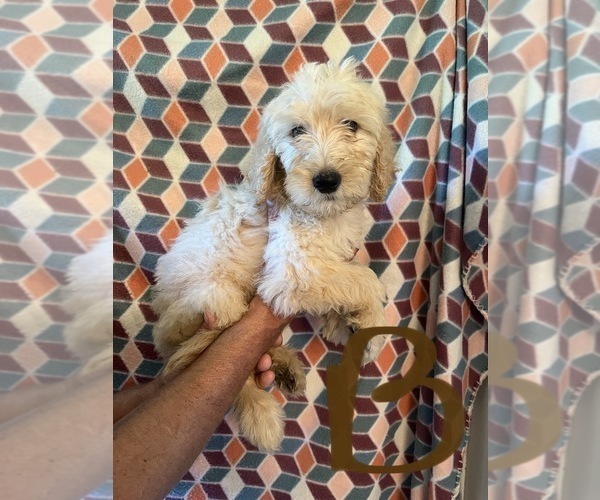 Medium Photo #6 Goldendoodle Puppy For Sale in GROTON, NY, USA