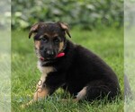 Small #3 German Shepherd Dog