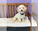 Small #1 Shih-Poo