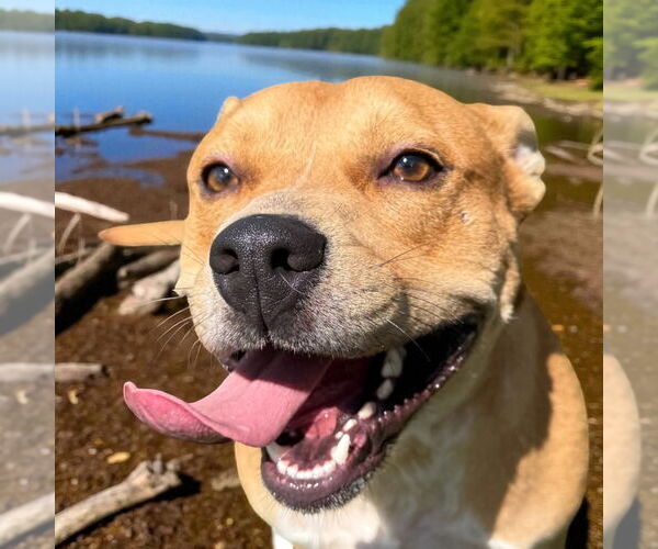 Medium Photo #6 Mutt Puppy For Sale in Glen Allen, VA, USA