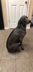 Mother of the Weimaraner puppies born on 06/07/2018