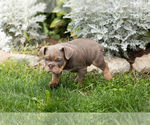 Small #4 English Bulldog-Olde English Bulldogge Mix