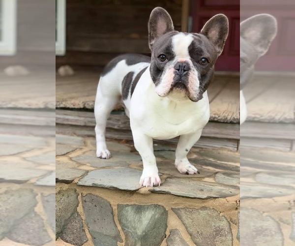 Medium Photo #1 French Bulldog Puppy For Sale in COCHRAN, GA, USA