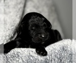 Small Photo #38 Goldendoodle Puppy For Sale in HOWARD CITY, MI, USA