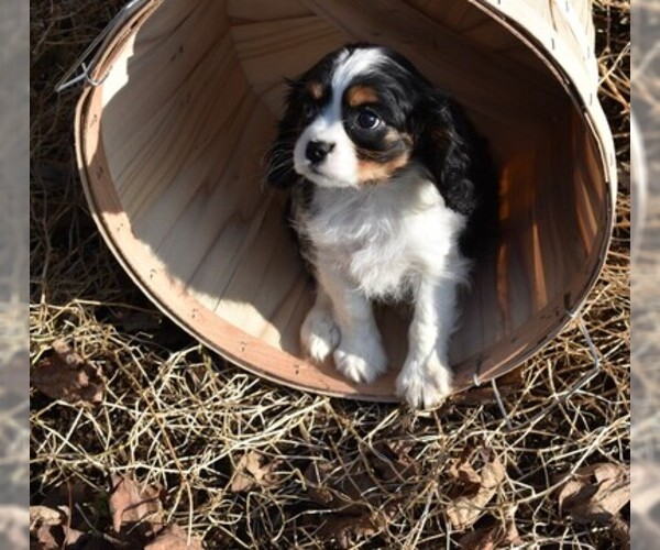 Medium Photo #1 Cavalier King Charles Spaniel Puppy For Sale in MILLERSBURG, OH, USA