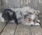 Small Photo #1 Miniature Australian Shepherd Puppy For Sale in MILTON, WI, USA