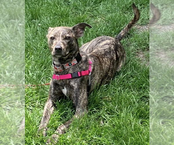 Medium Photo #7 Mountain Cur-Whippet Mix Puppy For Sale in Brooklyn Center, MN, USA