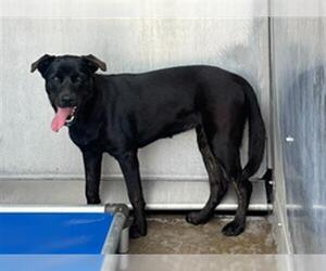 Labrador Retriever-Unknown Mix Dogs for adoption in Camarillo, CA, USA