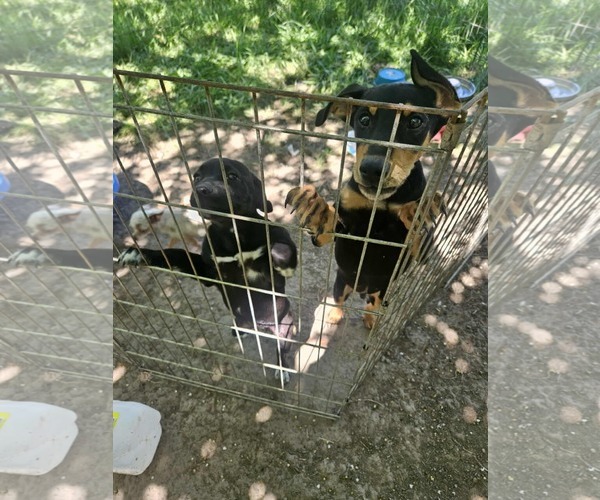 Medium Photo #8 Miniature Pinscher-Unknown Mix Puppy For Sale in Wakefield, RI, USA