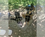 Small #7 Miniature Pinscher Mix