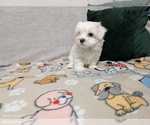 Small #3 Maltese
