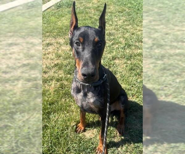 Medium Photo #1 Doberman Pinscher Puppy For Sale in Tracy, CA, USA