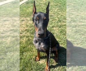 Doberman Pinscher Dogs for adoption in Tracy, CA, USA