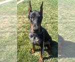 Small Doberman Pinscher