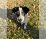Small #1 Jack Russell Terrier Mix