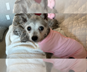 Chihuahua-Unknown Mix Dogs for adoption in Springdale, PA, USA