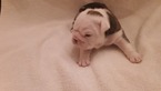 Small Photo #3 English Bulldogge Puppy For Sale in HAMILTON, OH, USA
