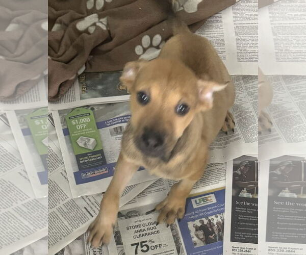 Medium Photo #4 Mutt Puppy For Sale in Royal Palm Beach, FL, USA
