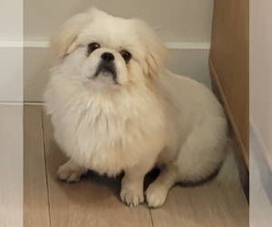 Father of the Pekingese puppies born on 05/07/2026