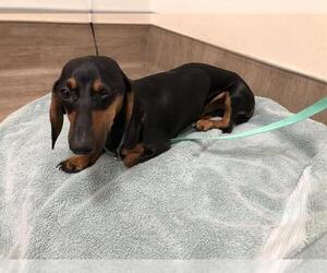Dachshund Dogs for adoption in Pasadena, CA, USA