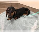 Small Dachshund