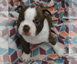 Boston Terrier Puppy for sale in CRKD RVR RNCH, OR, USA