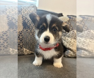 Pembroke Welsh Corgi Puppy for sale in OAKLEY, CA, USA