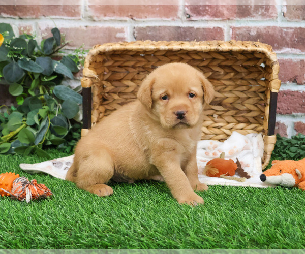 Medium Photo #8 Labrador Retriever Puppy For Sale in SYRACUSE, IN, USA