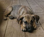 Small #5 Mutt