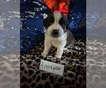 Puppy Annabelle Saint Bernard
