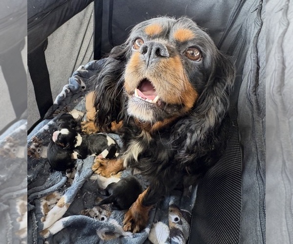 Medium Photo #11 Cavalier King Charles Spaniel Puppy For Sale in WAXAHACHIE, TX, USA