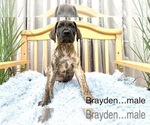 Small Photo #10 Great Dane Puppy For Sale in BIG CANOE, GA, USA