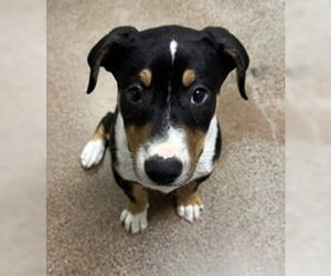 Border Collie Dogs for adoption in Salinas, CA, USA