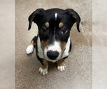 Chunkster - Male Border Collie Dog for Adoption - Small photo